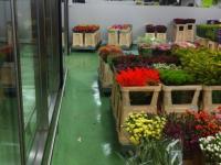 glatte Beschichtung mit Dekorchipseinstreuung, Blumengeschäft, veganer Fußboden